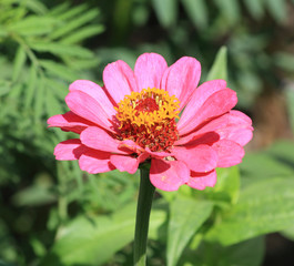 Fototapeta premium Mayor blossom