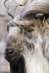 Close Up Portrait of a Goat