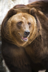 Obraz na płótnie Canvas Brown Bear