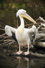 White Pelican