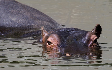 Fototapeta premium hippopotamus