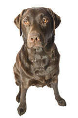 Shot of a Strong Male Chocolate Labrador