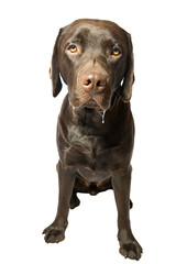 Dribbling Chocolate Labrador - obrazy, fototapety, plakaty