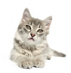 Obraz premium kitten