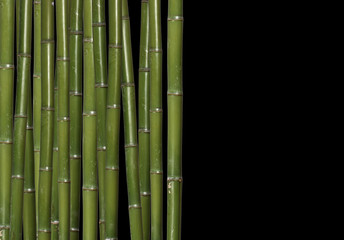 hard bamboo