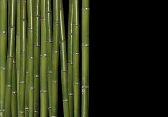 Fototapeta premium hard bamboo