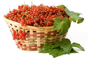 Red currant