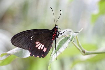 Schmetterling