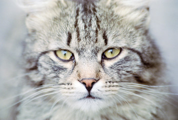 The eyes of stray cat