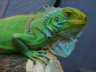 Iguana iguana