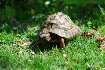 tartaruga