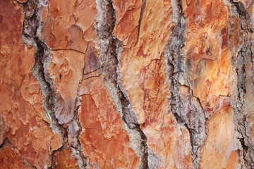 Pine bark
