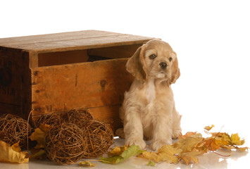 cocker spaniel puppy sitting in colorful autumn leaves