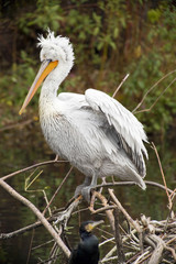White Pelican
