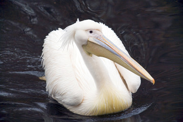 White Pelican