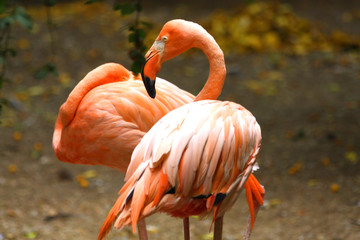 Flamingo