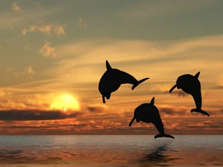 Zelfklevend Fotobehang dolfijn en zonsondergang © Olga Galushko