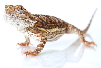Naklejka premium Bartagame