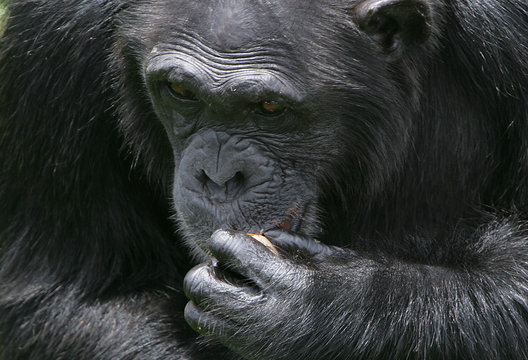 Monkey Busines - Gorilla #6 - Eating
