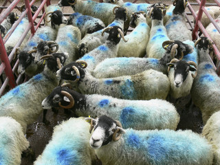 schafe blau 3
