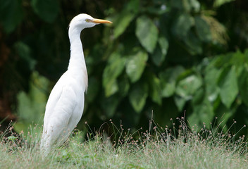 African bird 2008 #7