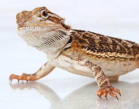 Bartagame