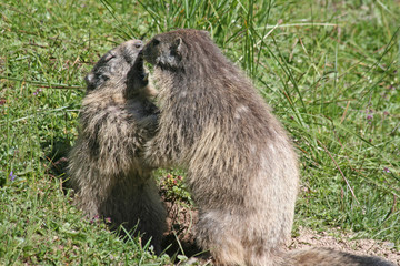 Marmottes en lutte
