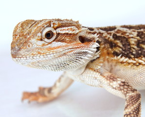 Bartagame