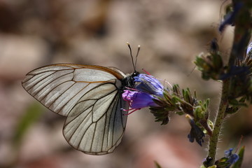 Black-veined White Butterfly - Aporia crataegi