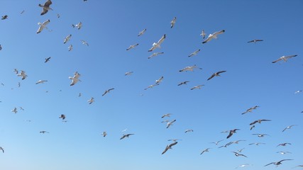 Vogelschaar vor blauem Himmel