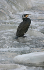 Cormorant on the river in winter