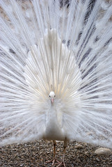 White peacock that displays the wheel