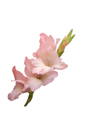 Flower a gladiolus