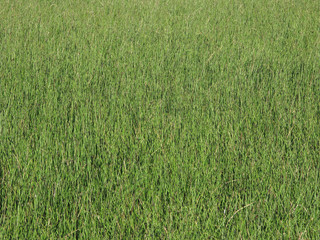 Green reeds texture