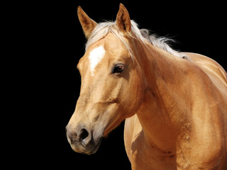 Fototapeta na wymiar Close-up golden palomino horse