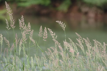 Folles herbes