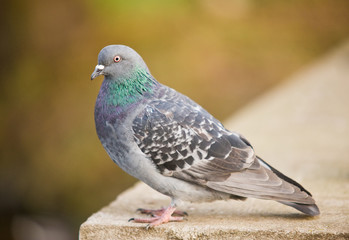 Pigeon bird