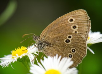 Obraz premium Butterfly on flower