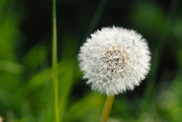 löwenzahn, pusteblume