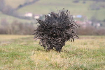 le puli tout ebourriffé en train de courrir dans un champ