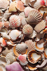 sea shell