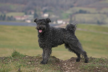 la pose fiere  immobile et statique du pumi à la campagne