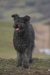 le pumi qui se prom&egrave;ne en campagne
