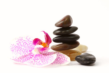 Orchid and Stones
