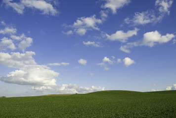 Fototapeta premium paysage agricole
