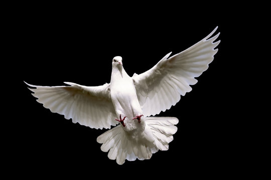 White dove flying in on the Sky.