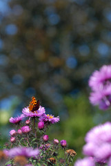 C-Falter, schmetterling, falter