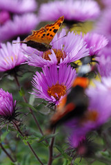 C-Falter, schmetterling, falter