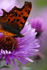 C-Falter, schmetterling, falter