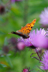 C-Falter, schmetterling, falter